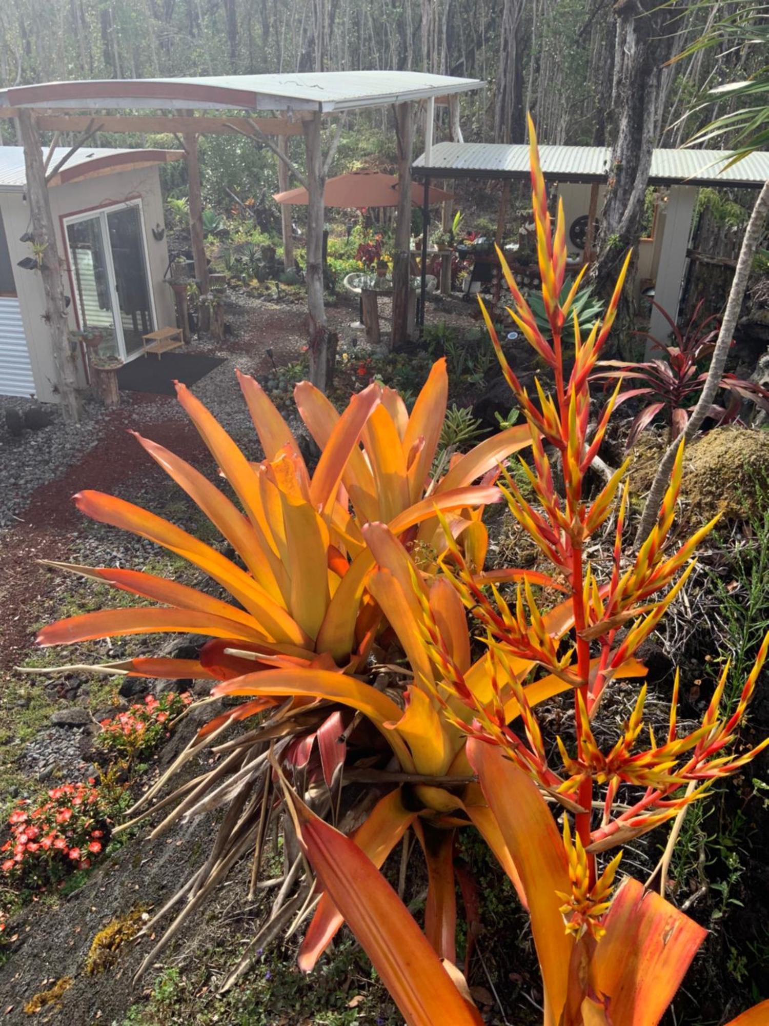 Exotic Garden Cottage At Amazing Volcano Fissure Mountain View Exterior foto